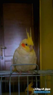 جوز ببغاء كوكتيل أليف للبيع شامل الاغراض متاح