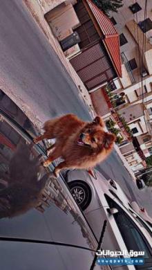 للبيع بومرينيان انثئ للبيع بسعر حلو جدا