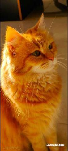 قطتين معقمين للبيع بسبب السفر ماخدين كل تطعيماتهم