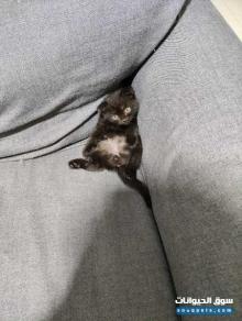 قطط صغيرة للبيع انتاج لطيف