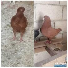 حمام كنغ جامبو أمريكي