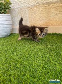 قطة انثى للبيع عمان
