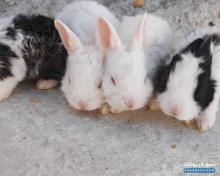 ارانب للبيع عمر شهر