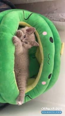 انثى من اب سكوتش فولد وام برتش