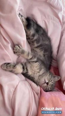 ذكر سكوتش فولد مكس مع برتش