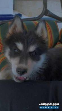 جرو هاسكي ذكر للبيع