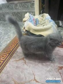 قط شيرازي أليف جدا لعوب