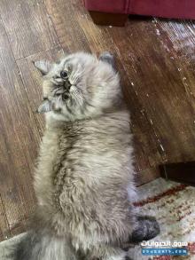 قط ميكس بريتيش و شيرازي نوع نادر