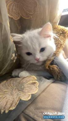 قطة شيرازي للبيع