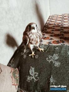 فرخ طير حر للبيع مستعجله