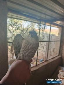 صقر شاهين للبيع