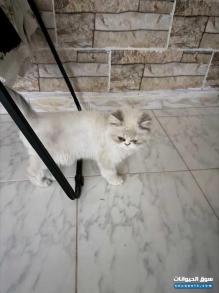 بسه البيع السبب ما عند المسؤليه يشمل السعر أغرضها